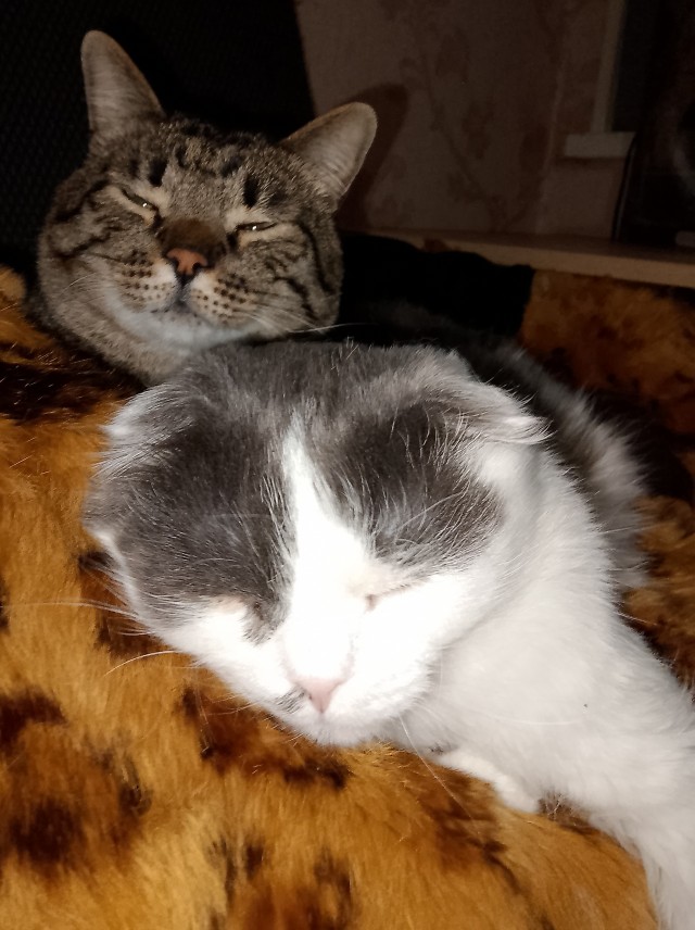 Спать пора, ЯП! Котовторник  заканчивается)