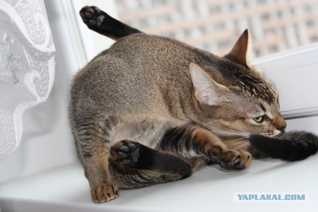 О бенгальских котах на наглядном примере