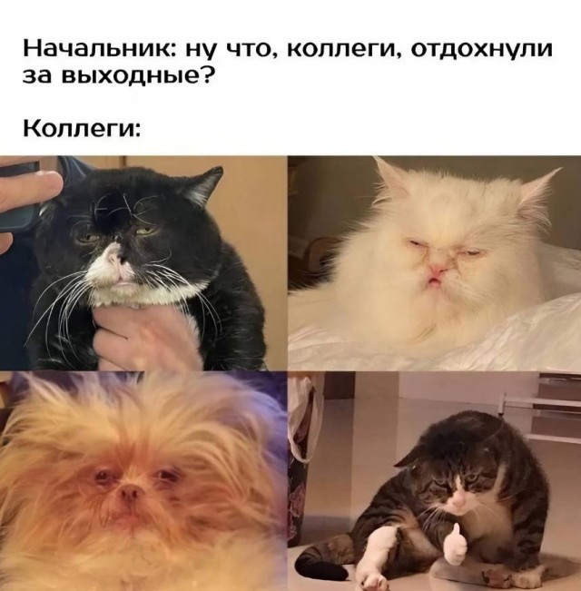 Своеобразный юмор картинок