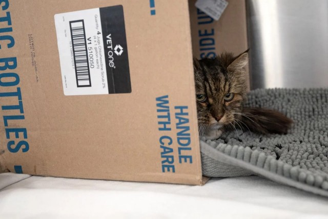 В американском штате Юта кошка выжила после падения со 120-метровой скалы