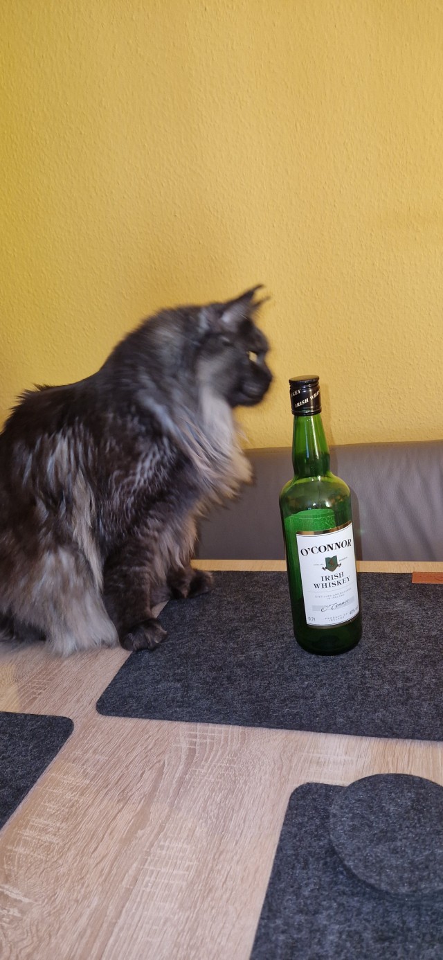 Капелька котовторниковой милоты