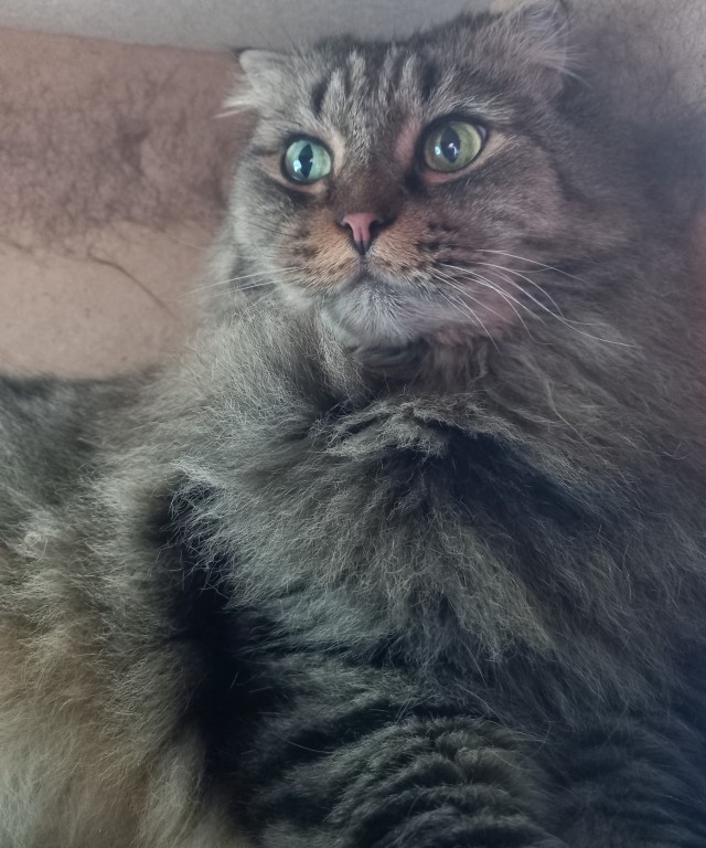 Котовторник