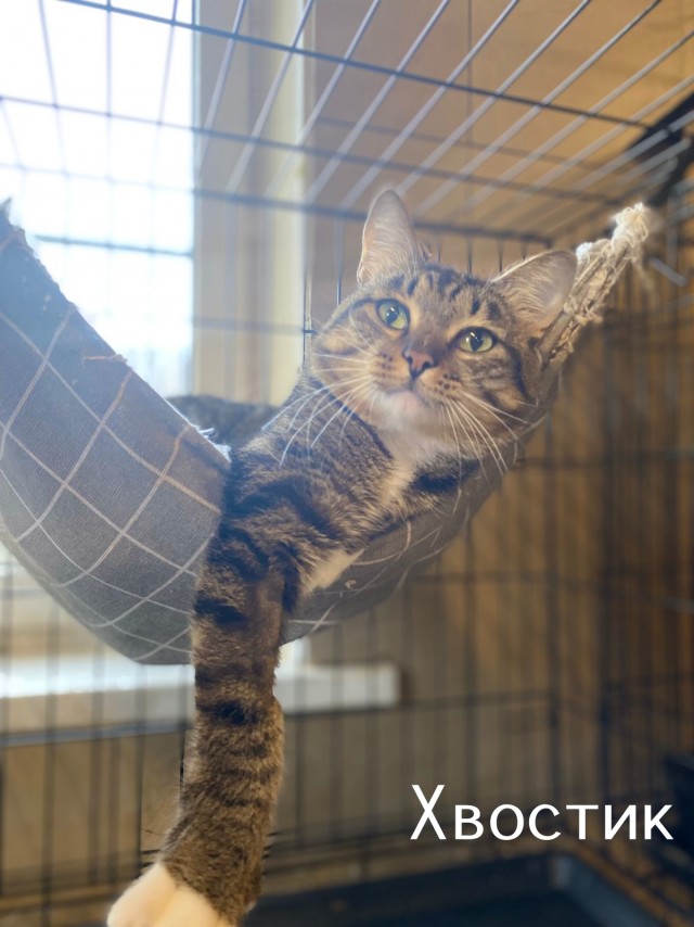 Жизнь домашнего приюта "Котоленд" 511