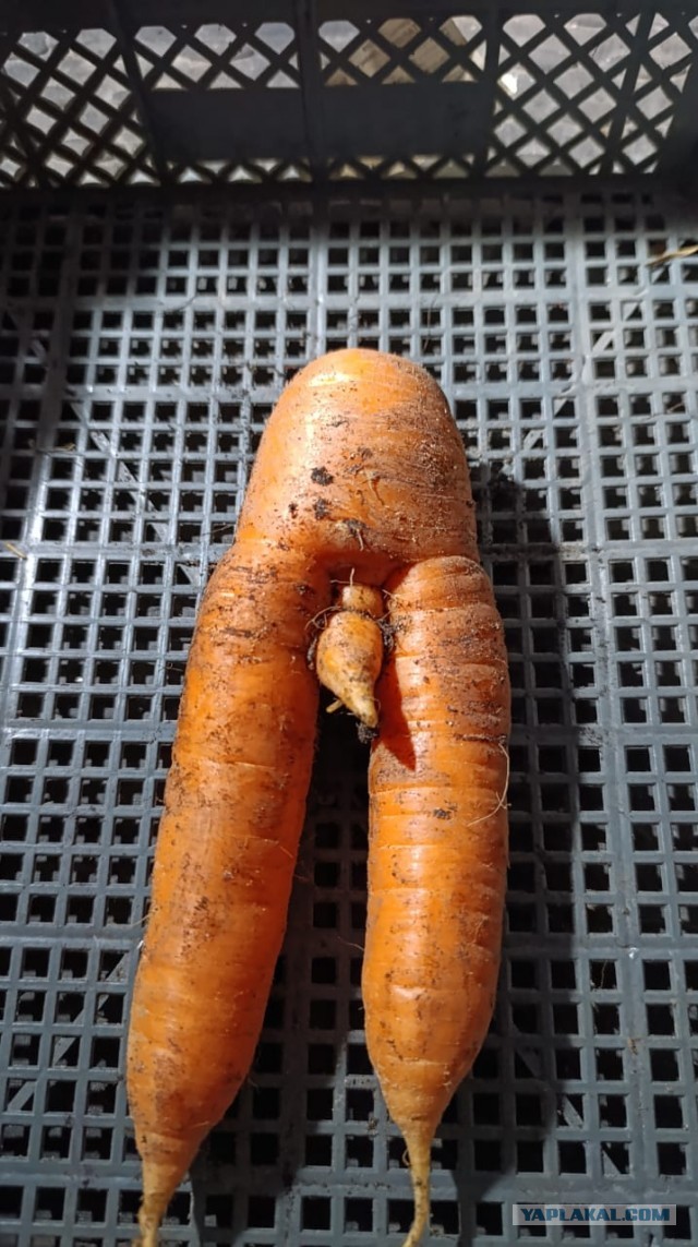 Страсти огородные