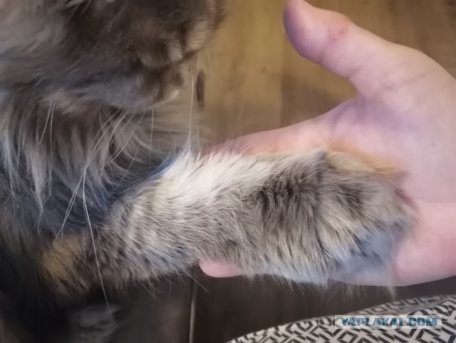 Нашелся таки хозяин (точнее хозяйка)