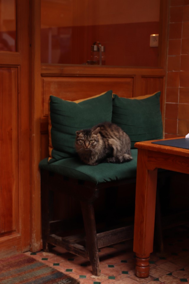 Уличные кошки Марокко