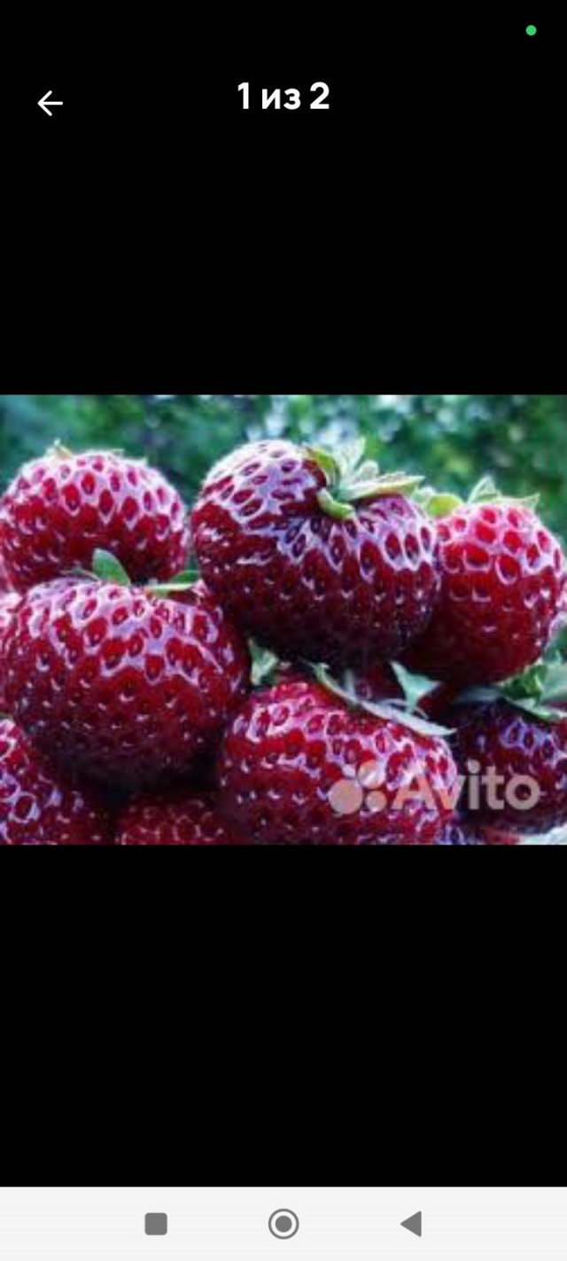 Бабушки массово скупают саженцы несуществующих растений на маркетплейсах
