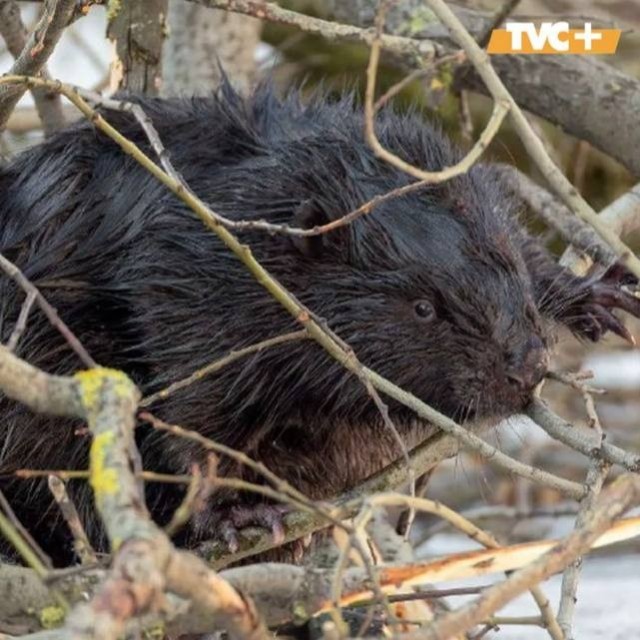 Бобр с Черной речки,местная достопримечательность Петербурга.