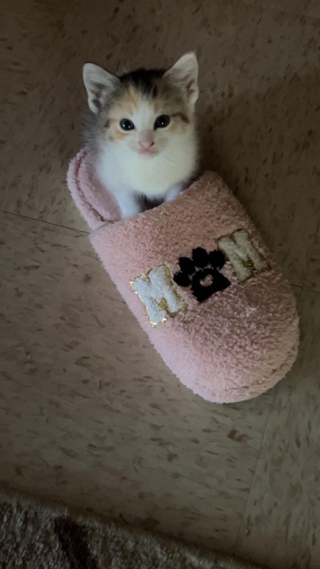 Дурацких фото котов тред — 3