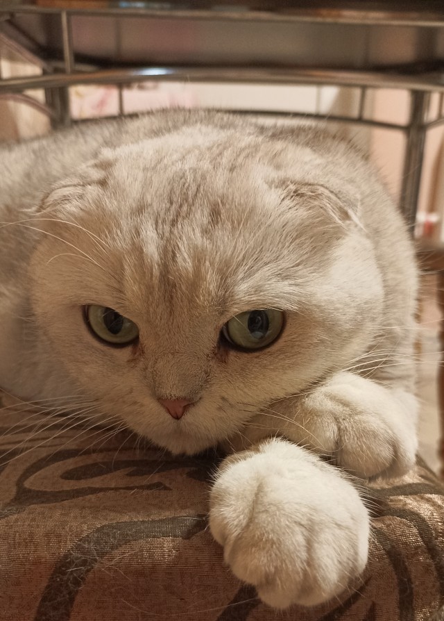 Принимайте в ряды вислоухих