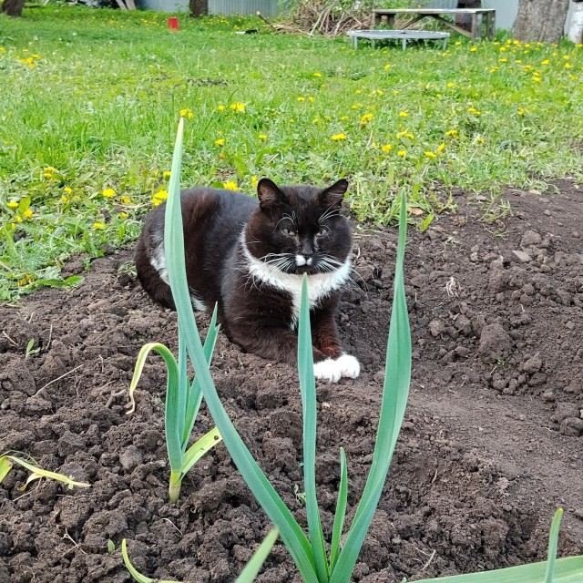 Котовторник снова!