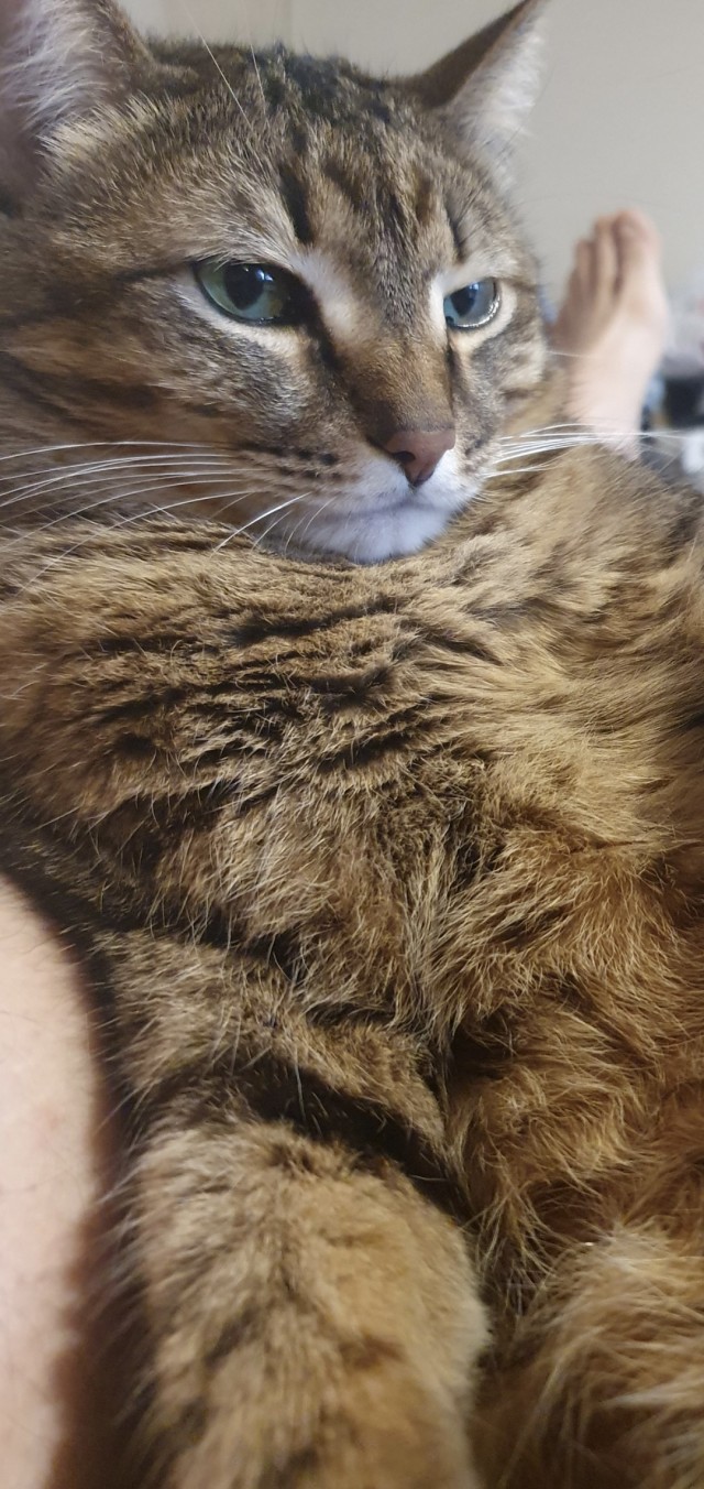 К котовторнику