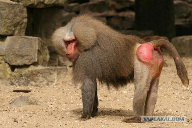 Идеи Нетфликса - в жизнь