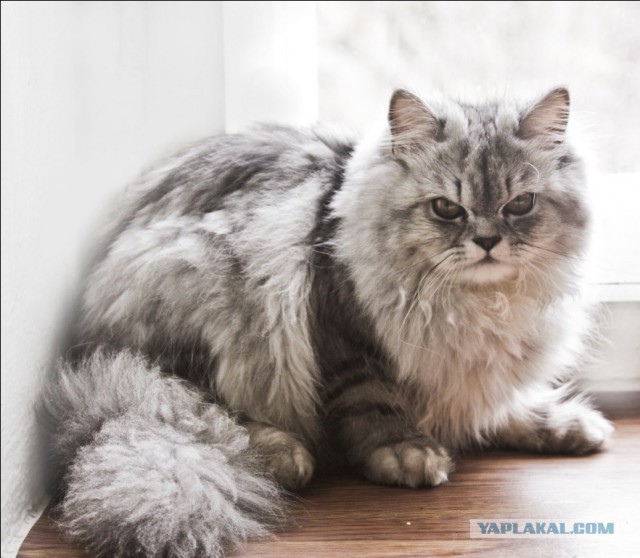 Котовторник 25.02.2014