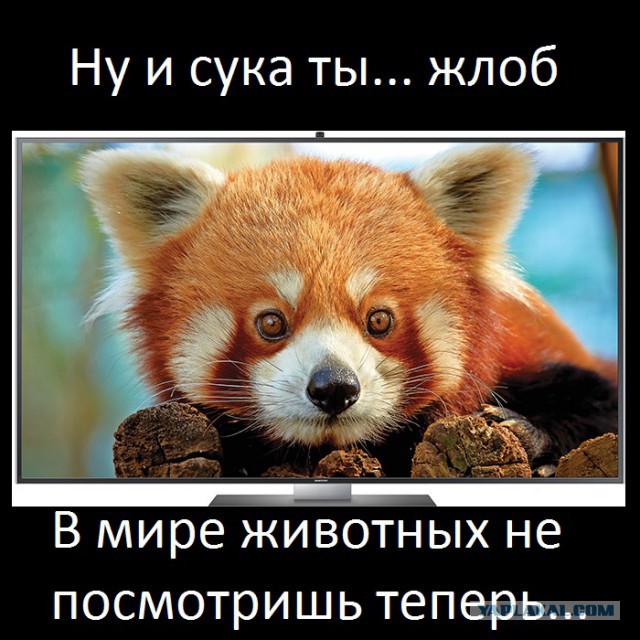 Как я вора ловил)