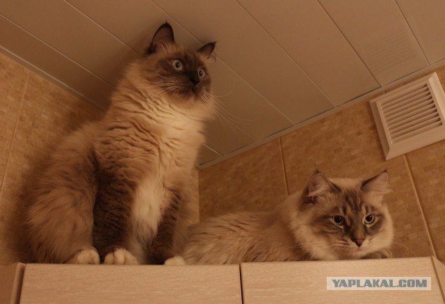 Котовторник 18.03.2014