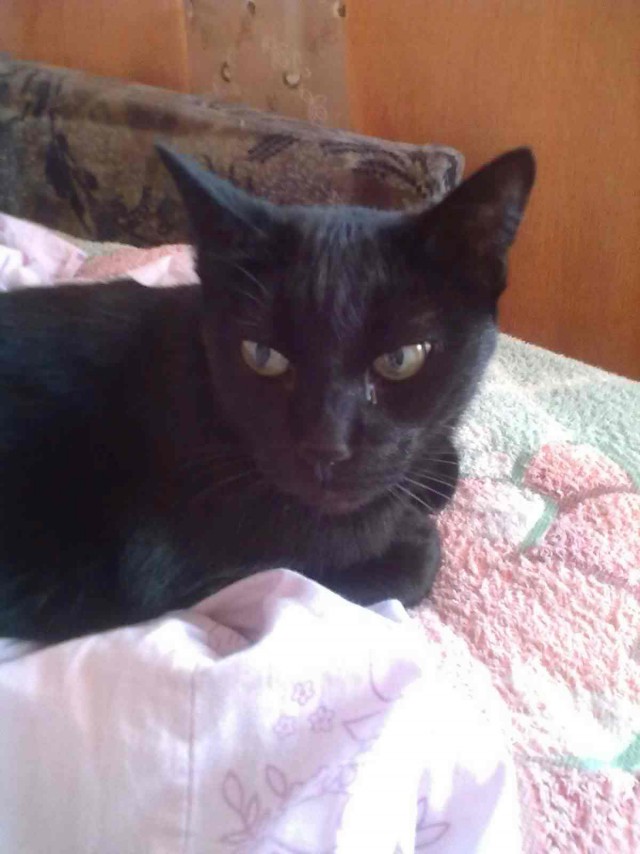 С Котовторником!