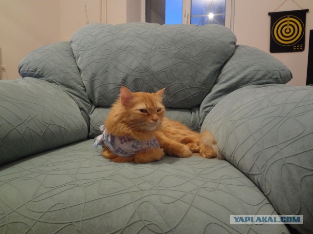 Котовторник 20.05.2014