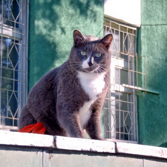 Котовторник 10.06.2014