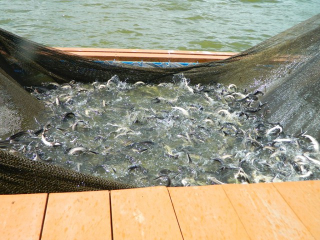 Чувашия. Рыбалка на "платнике" июнь 2014