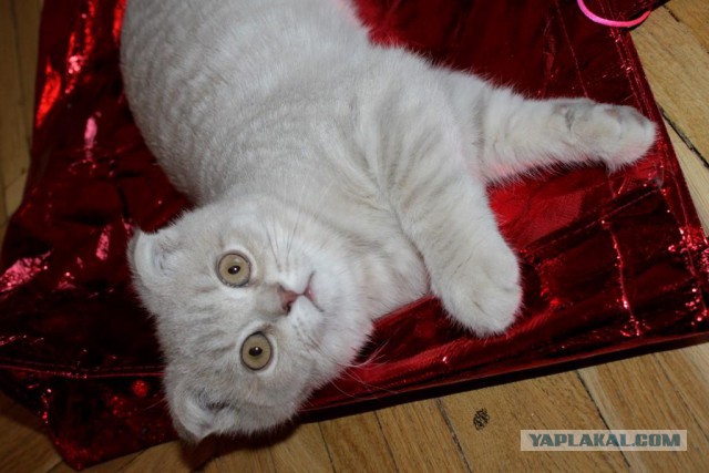 Котовторник 22.07.14