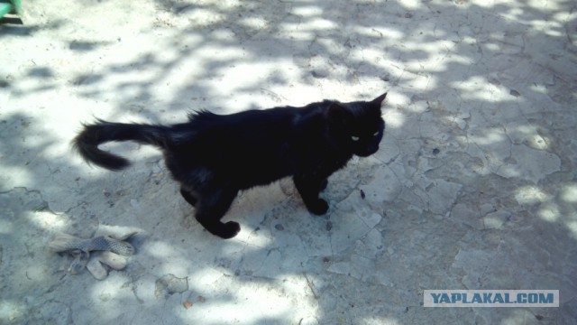 Котовторник 30.09.2014