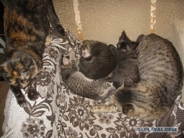 Котовторник 21.10.2014