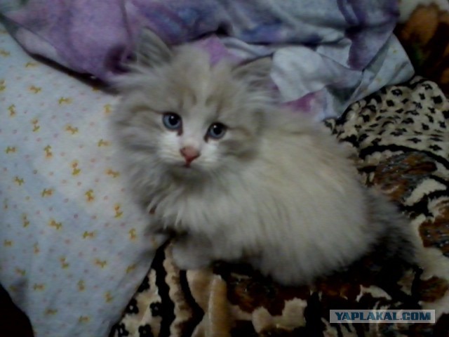 Котовторник 04.11.2014
