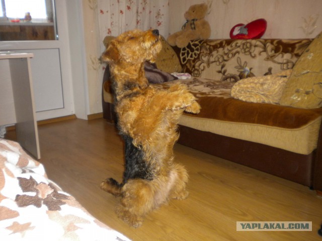 Собакочетверг 26.02.2015