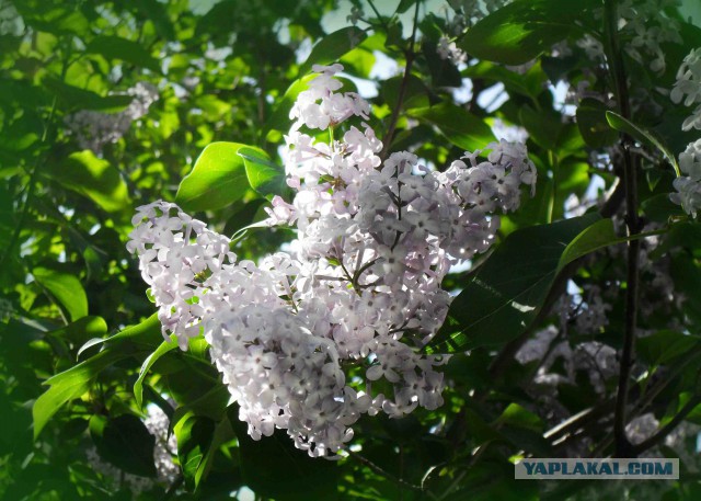 Глоток ярких красок весны и лета