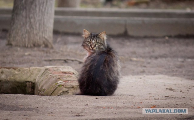 Котовторник 07 04 2015