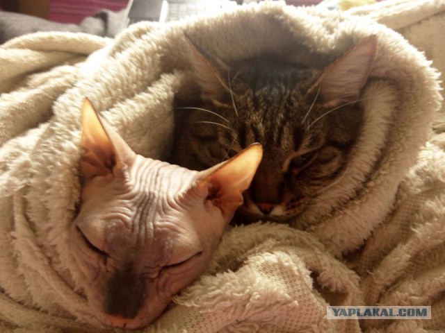 Котовторник наступил!:)