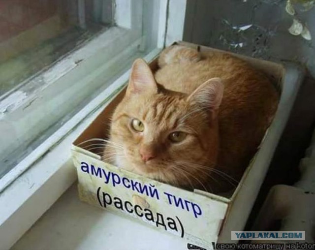 Размеры коробочки на степень удобства не влияют