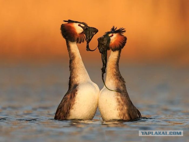 Эти глаза напротив. Калейдоскоп.
