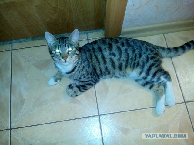 Котовторник  10.05.2016