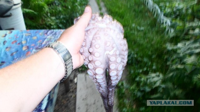Аццкая кухня 2  (кулинарный адъ)