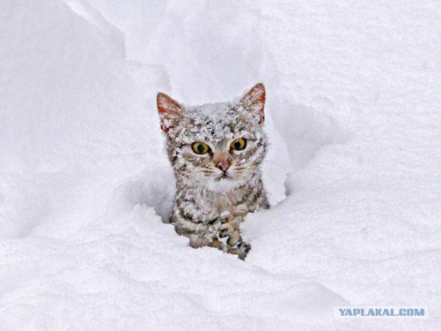10 брутальных уличных котов