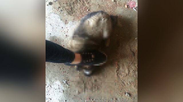Подозреваемая в издевательствах над животными из Хабаровска задержана в Новосибирске