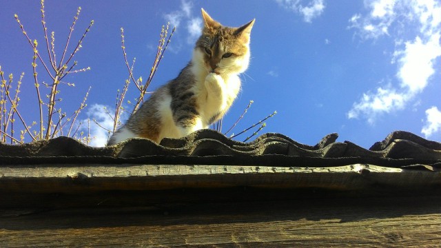 Котовторник 22.11.2016