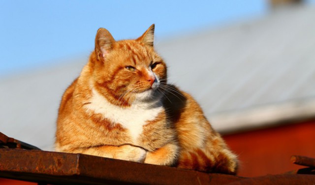 Коты и Кошки