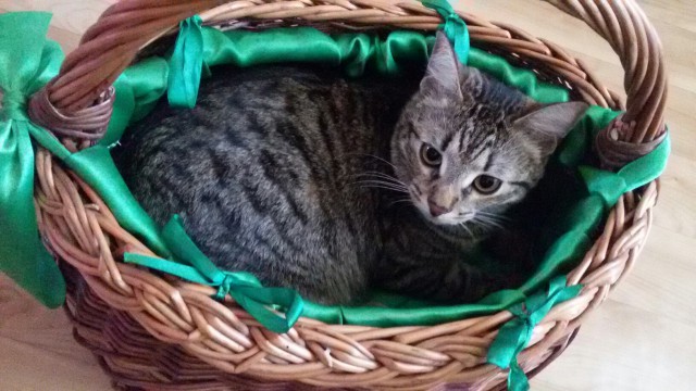 Коты и Кошки