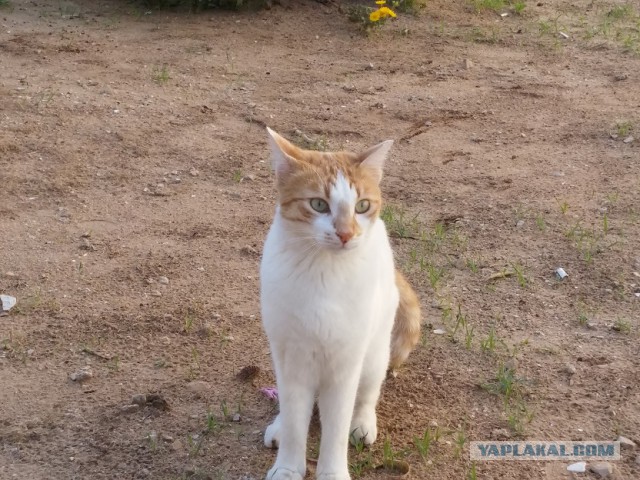 Коты и Кошки