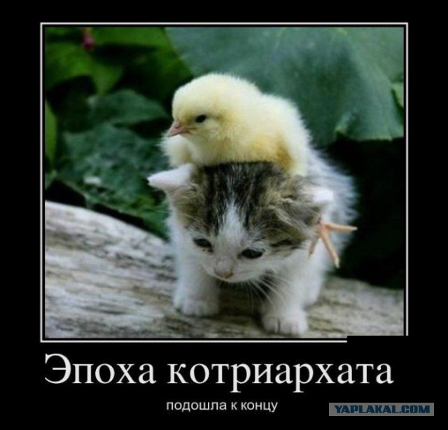 Просто картинки