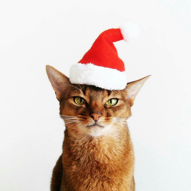 Коты и Кошки