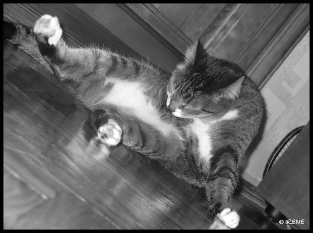 Котомет на вторник 08.04.08