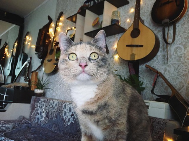 Котовторник 24.07.2018