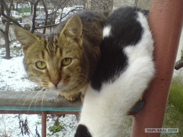Просто Котовторник
