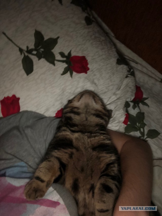 Котовторник 07.08.2018
