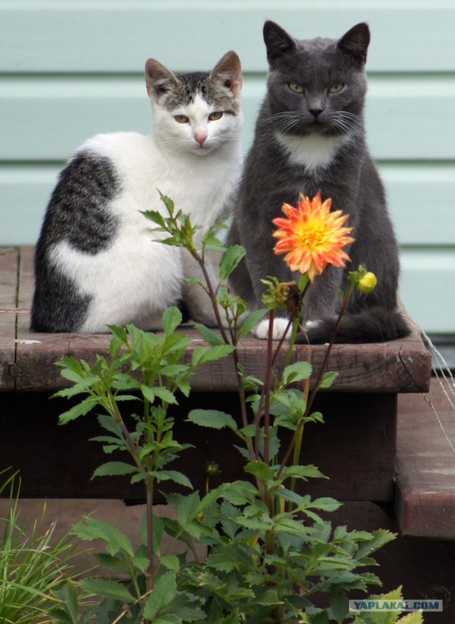 Кошарий