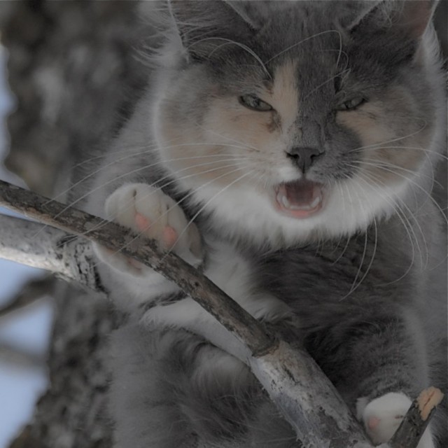 Котейкин вторник! Космический 12.04!